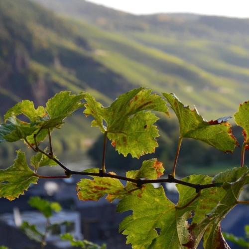 Отель Weingut Erbes-Henn Ирциг Экстерьер фото