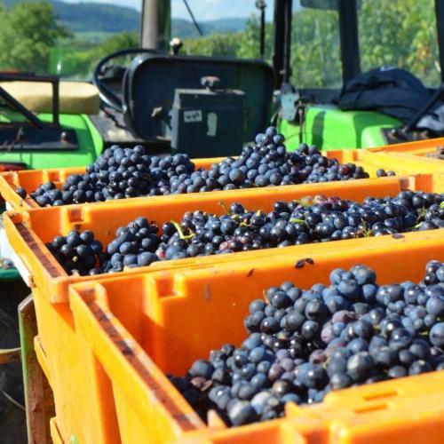 Отель Weingut Erbes-Henn Ирциг Экстерьер фото